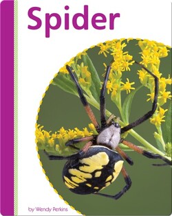 Spider