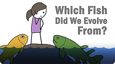 Which Fish Did We Evolve From?
