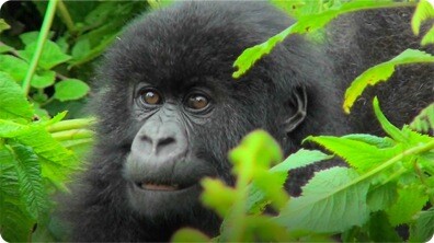 Gorilla
