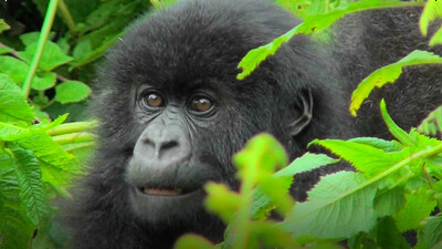 Gorilla