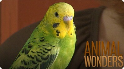 Budgies! What, Where, How
