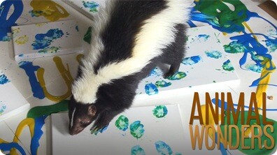 Lollipop the Skunk Paints!