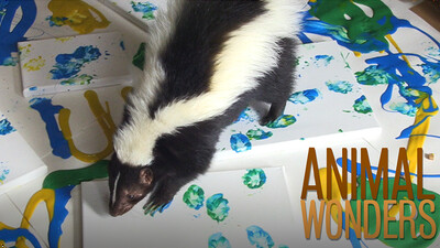 Lollipop the Skunk Paints!