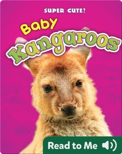 Super Cute! Baby Kangaroos