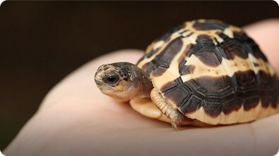 Illegal Pet Trade: Help Stop Wildlife Trafficking