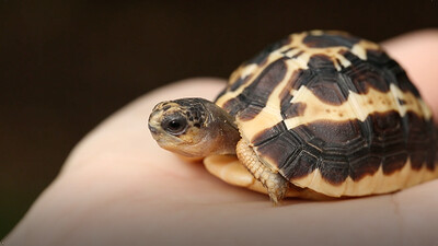 Illegal Pet Trade: Help Stop Wildlife Trafficking