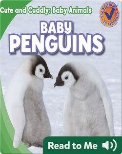 Cute and Cuddly: Baby Penguins