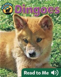 Dingoes