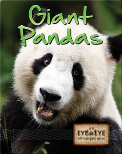Giant Pandas