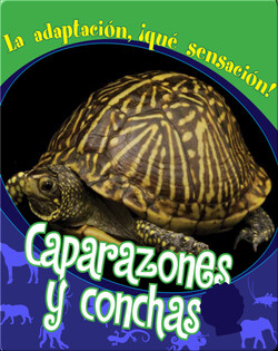 Caparazones y conchas