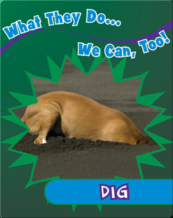 Dig