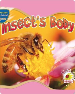 Insect's Body