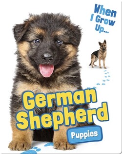 German Shepherd Puppies