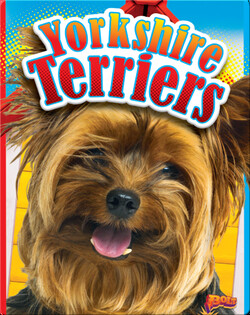 Yorkshire Terriers