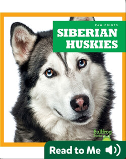 Siberian Huskies