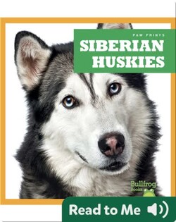 Siberian Huskies