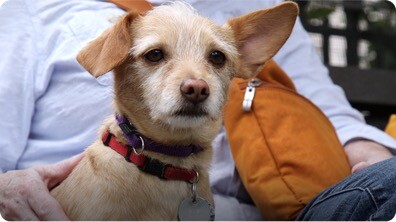Why Little Dogs Yap More Than Big Dogs