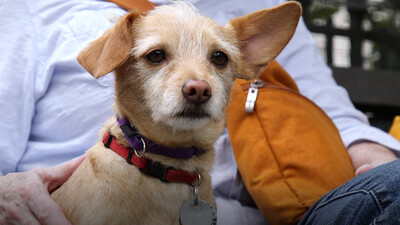 Why Little Dogs Yap More Than Big Dogs