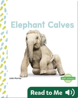 Elephant Calves