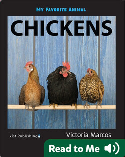 My Favorite Animal: Chickens
