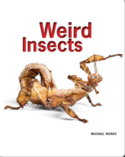 Weird Insects