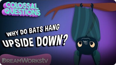 Why Do Bats Sleep Upside Down? | COLOSSAL QUESTIONS