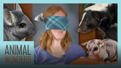 Blindfolds, Animals, and Games!