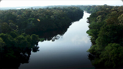 AnimalFanPedia: Amazonian Adventure