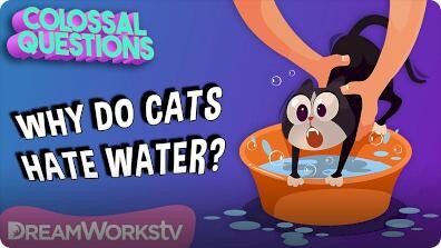 Colossal Questions: Why Do Cats Hate Water?