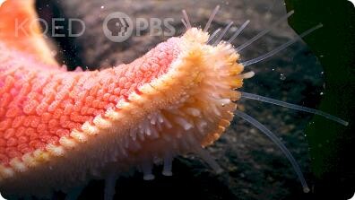Deep Look: Ever Seen a Starfish Gallop?