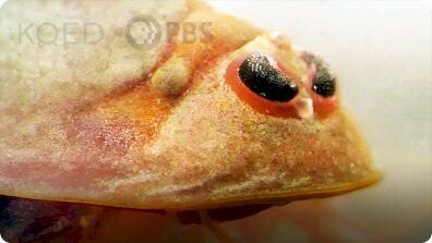Deep Look: Tadpole Shrimp Are Coming For Your Rice