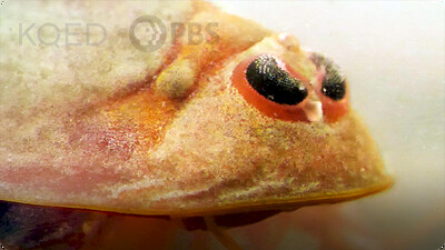 Deep Look: Tadpole Shrimp Are Coming For Your Rice