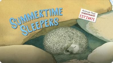 Summertime Sleepers