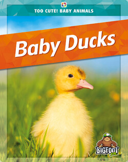 Baby Ducks
