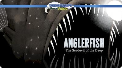 Anglerfish 