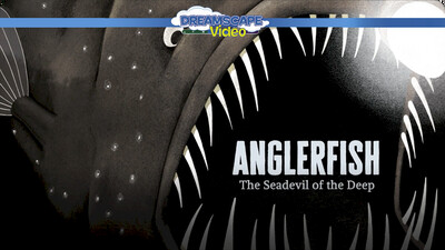 Anglerfish 