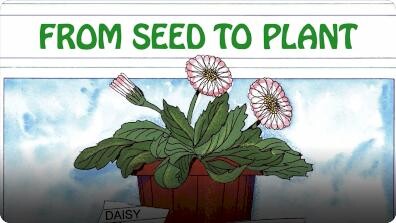 From Seed to Plant