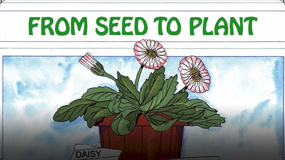 From Seed to Plant