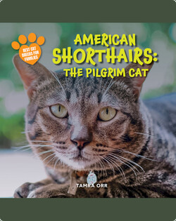 American Shorthairs: The Pilgrim Cat