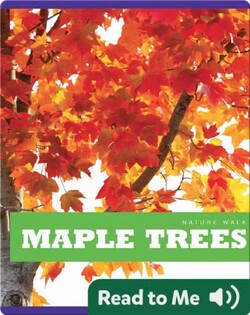 Maple Trees