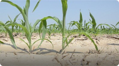 Drought