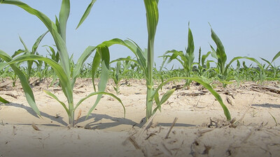 Drought