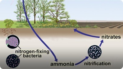 Biogeochemical Cycles