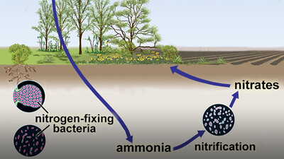Biogeochemical Cycles