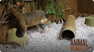 Behavioral Enrichment