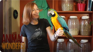 Large or Aggressive Parrots
