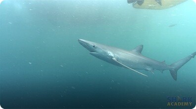 Blue Sharks