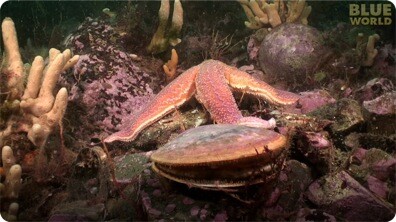 Starfish Attacks A Scallop!