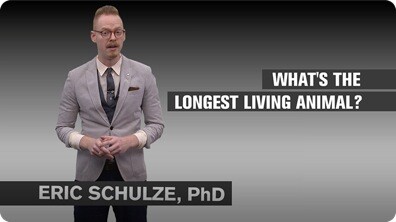 What’s the Oldest Animal?