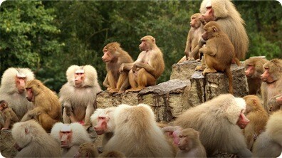 Did You Know: Baboons